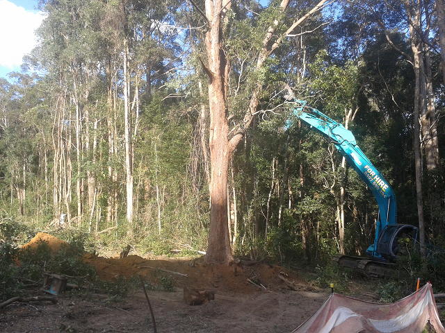 Property Development Removal of Tree Gympie and Sunshine Coast